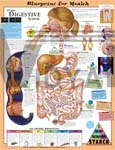 Blueprint for Health Your Digestive System Anatomical Chart